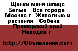 Щенки мини шпица Белые - Все города, Москва г. Животные и растения » Собаки   . Приморский край,Находка г.